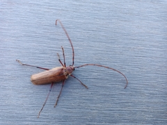 Ochrocydus huttoni