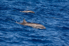 Lagenodelphis hosei