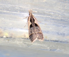 Dichomeris bilobella