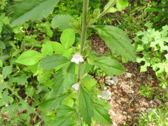 Capraria frutescens