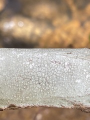 Phlyctis boliviensis