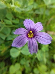 Sisyrinchium scabrum