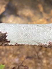 Phlyctis boliviensis