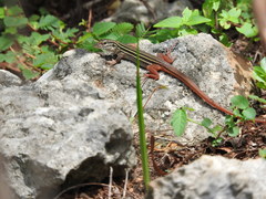 Aspidoscelis angusticeps angusticeps