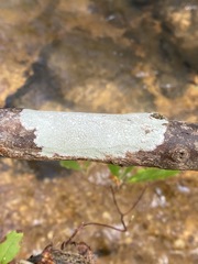 Phlyctis boliviensis