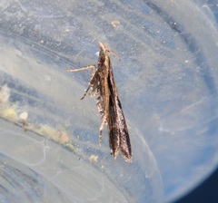 Dichomeris bilobella