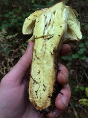 Cortinarius superbus