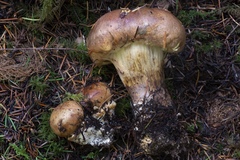 Cortinarius superbus
