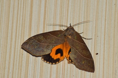 Eudocima cajeta