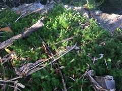 Selaginella wrightii