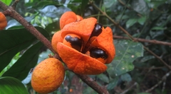 Dysoxylum oppositifolium