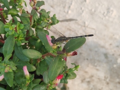 Diplacodes trivialis