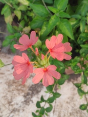 Crossandra