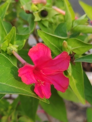 Mirabilis jalapa