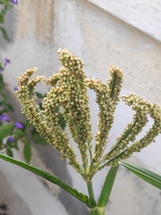 Eleusine coracana
