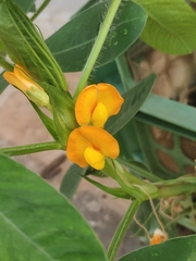 Arachis hypogaea