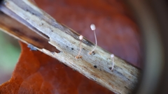 Mycena pterigena