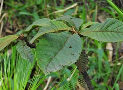Saurauia brachybotrys