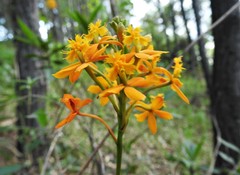 Epidendrum melinanthum