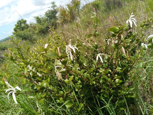 Turraea rostrata image