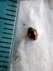 Hyperaspis connectens