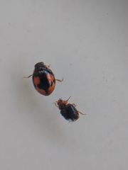 Hyperaspis connectens