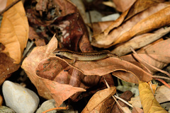 Scincella formosensis