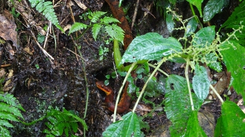 Stejneger's Bamboo Snake, Pseudoxenodon stejnegeri