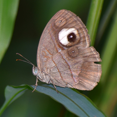 Mycalesis junonia