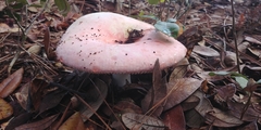 Russula hixsonii