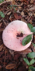 Russula hixsonii