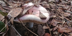 Russula hixsonii