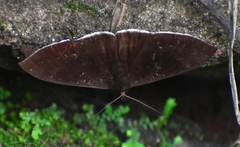 Lygniodes vampyrus