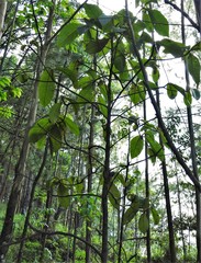 Saurauia brachybotrys