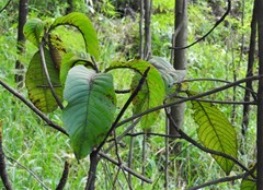 Saurauia brachybotrys