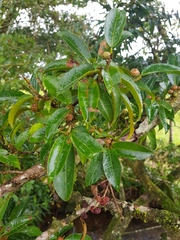 Ficus pertusa