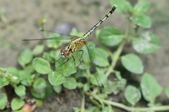 Diplacodes trivialis