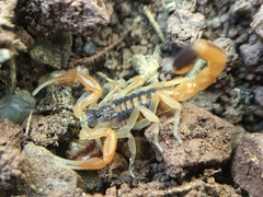 Centruroides vittatus