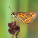 Tamil Grass Dart - Photo (c) K N Kausthubh, some rights reserved (CC BY-NC), uploaded by K N Kausthubh