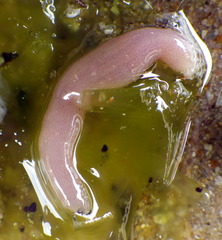 Leptosynapta dolabrifera