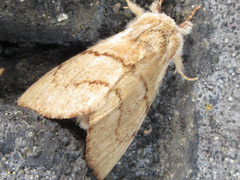 Phalerodonta bombycina