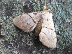 Phalerodonta bombycina