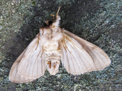 Phalerodonta bombycina