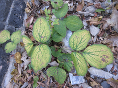 Clematis heracleifolia