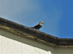 Thraupis palmarum