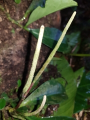 Peperomia obtusifolia