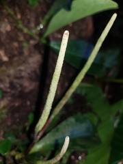 Peperomia obtusifolia