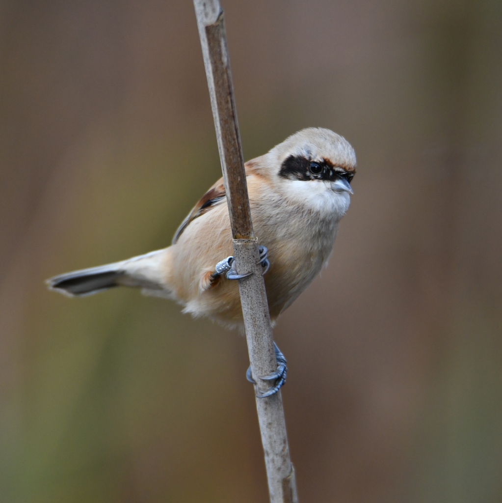 Northern Penduline-Tits