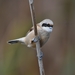 Northern Penduline-Tits - Photo (c) nfeddu, some rights reserved (CC BY-NC), uploaded by nfeddu