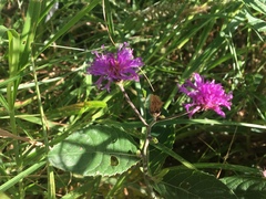 Vernonia greggii
